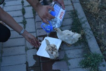 Волонтеры из Шымкента позаботились о животных, оставшихся в Арыси без хозяев