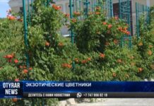 Экзотика на клумбах Шымкента: на озеленение города выделено 2 млрд тенге озеленение города