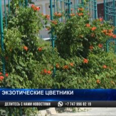 Экзотика на клумбах Шымкента: на озеленение города выделено 2 млрд тенге озеленение города