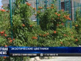 озеленение города