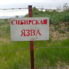 Возле Арыси сапёры обнаружили скотомогильник со спорами сибирской язвы