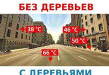Как деревья спасают города от жары