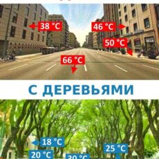 Как деревья спасают города от жары