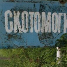 В скотомогильниках Арыси не обнаружено никакой опасности