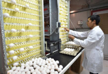 В Кентау фабрика «Яссы-құс» в год производит почти 17 млн яиц