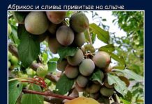 В Шымкенте садовод собрал с одной алычи урожай из 4 видов сливы и абрикос