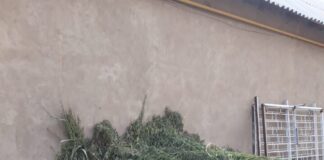 3400 кустов марихуаны обнаружили полицейские в поселке Келес