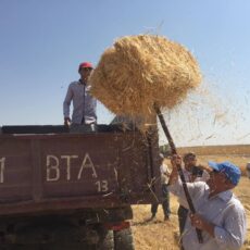 Аким Туркестанской области грузил сено