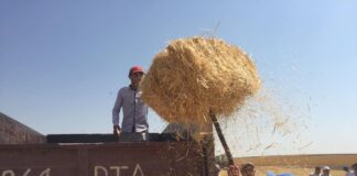 Аким Туркестанской области грузил сено