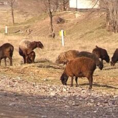 Раскрыта серия краж скота с вольных пастбищ