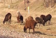 Овец, коз, телят, бычков крали барымтачи в Туркестанской области