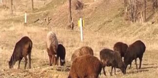 Овец, коз, телят, бычков крали барымтачи в Туркестанской области