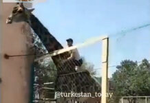 Родео на жирафе в Шымкентском зоопарке прокомментировали в ДП Шымкента