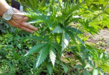 В Кентау полицейские задержали двух подозреваемых в посеве наркотиков марихуана