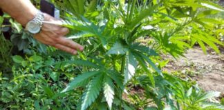 Марихуану выращивал во дворе житель Кентау марихуана