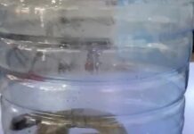 В Шымкенте змея облюбовала склад крупного магазина (видео) Змея в бутылке