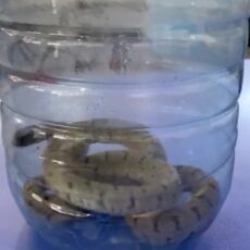 Змея в бутылке