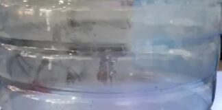 В Шымкенте змея облюбовала склад крупного магазина (видео) Змея в бутылке