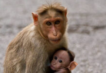 26 макак вез автовладелец машины «Патриот»