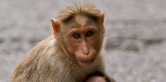 26 макак вез автовладелец машины «Патриот»