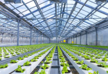 В Келесском районе появится теплица на площади в 500 га