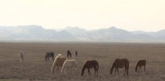 Жителю Созакского района вернули табун лошадей