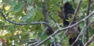 В Шымкенте зацвели по второму кругу яблони