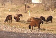 В Туркестанской области бывший пастух похитил скот у сельчанина бараны