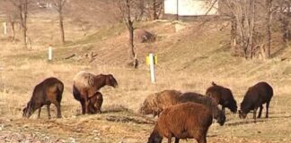 Полицейские Туркестанской области задержали пастуха, похитившего более 160 овец у жителя Шымкента бараны