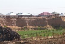 В Шымкенте сгорели деревья в оврагах «Самал» и «Депутаты»