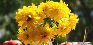 Уходящее лето порадует шымкентцев солнечной погодой