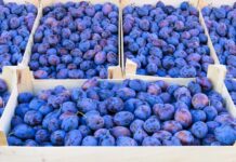 Россельхознадзор не пропустил фуру с фруктами из Туркестанской области сливы