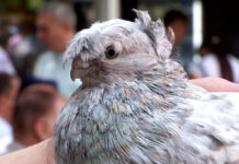 Уникальных голубей представили на масштабной выставке в Шымкенте