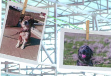 Поможем бездомным животным вместе!