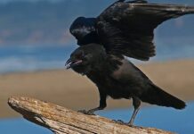 Ворона или кролик? Новая оптическая иллюзия поразила соцсети ворона