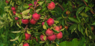 Зеленый пояс Туркестана раскинется на 7700 гектарах