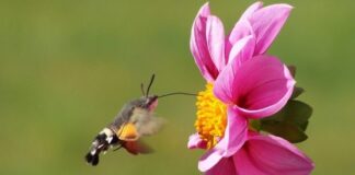 Жители Шымкента в недоумении: Откуда в городе появились колибри?