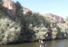 Экологическая катастрофа: в Туркестанской области убили реку Боралдай