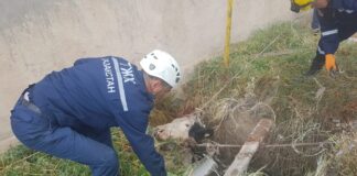 Спасатели Шымкента вытащили корову, которая провалилась в септик