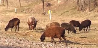 Семья из Шымкента промышляла скотокрадством в районах