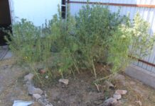 В Туркестанской области задержали наркосбытчиков