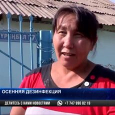 В Шымкенте стартовала осенняя дезинфекция домашних животных против опасного вируса ККГЛ