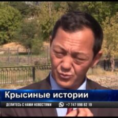 В Шымкенте брошены все силы на борьбу с крысами на реке Кошкарате
