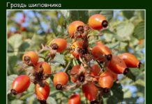 Каким будет начало октября рассказали синоптики