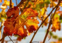 Синоптики рассказали каким будет октябрь в Казахстане