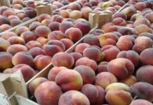 Водитель без документов на рынке Шымкента продал четыре тонны фруктов персики