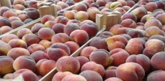 Водитель без документов на рынке Шымкента продал четыре тонны фруктов персики