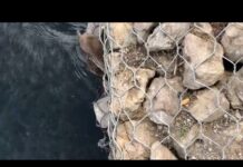 В Шымкенте полчища крыс устроили массовый заплыв на реке Кошкарате