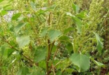 Сорняк-убийца из-за океана захватил казахские земли циклахена дурнишниколистная