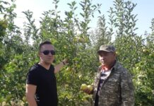 Польский опыт садоводства перенимают туркестанские предприниматели яблоневый сад